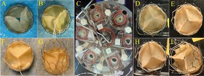 Performance of xenogeneic pulmonary visceral pleura as bioprosthetic heart valve cusps in swine